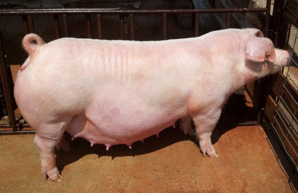 BREEDING SOWS&GILTS