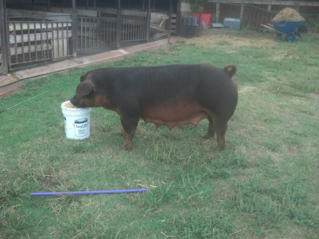 BREEDING SOWS&GILTS BREEDING SOWS&GILTS